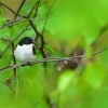Lejsek cernohlavy - Ficedula hypoleuca - Pied Flycatcher 0040